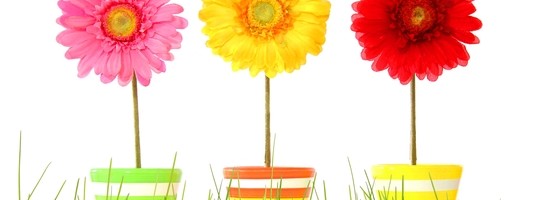 flower and grass isolated on white background showing summer concept with copyspace