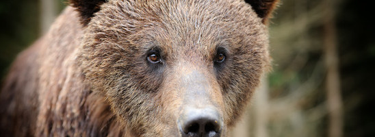 Brown bear in forest after rain