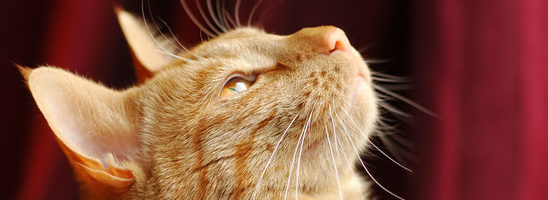 ginger tabby cat distracted by treats